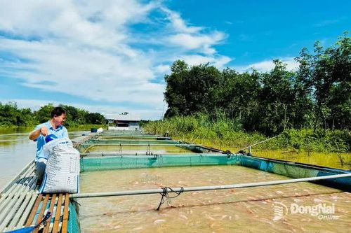 Nuôi trồng thủy sản tăng trưởng ổn định