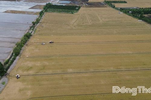 Đồng Tháp: Tăng cường chỉ đạo sản xuất, tiêu thụ lúa - gạo trong tình hình mới