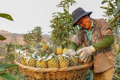Trái ngọt vùng biên