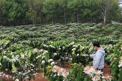 Về nơi cà phê hoa trắng trời xanh