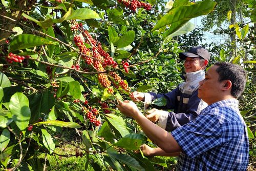 Công nhận 69 cây cà phê mít đầu dòng