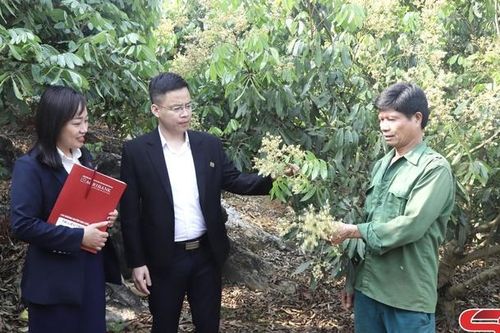 Ngân hàng chủ lực trong thực hiện tín dụng tam nông