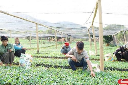 Nguồn giống cà phê cho vụ mới tăng mạnh