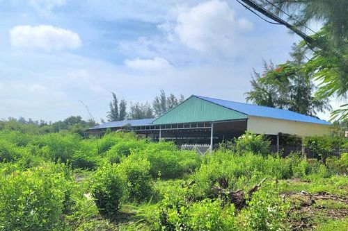 TP. Hồ Chí Minh: 27 loại cây trồng lâu năm được chuyển đổi cơ cấu cây trồng trên đất trồng lúa