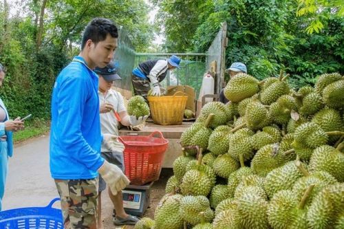 Sầu riêng trái vụ 'đắt như tôm tươi', nông dân, HTX thu bạc trăm triệu