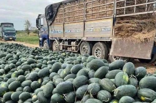 Dưa hấu rớt giá, Gia Lai kêu gọi hỗ trợ tiêu thụ
