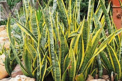 4 'vua sống sót' trong làng cây cảnh: Sống dai đến khó tin, dân bận rộn cứ trồng là hợp