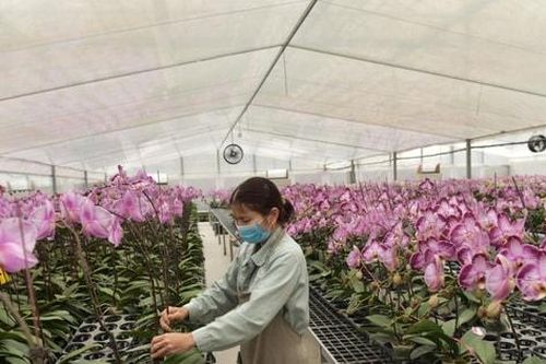 Đan Phượng khơi thông nguồn lực đất đai, hình thành những 'cánh đồng vàng'