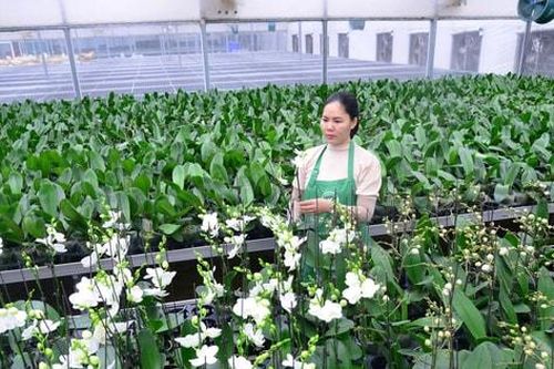 Đất nông nghiệp Hà Nội phải tạo giá trị cao hơn
