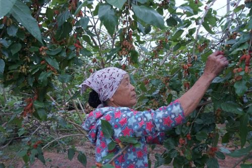 Dâu tằm vùng ngoại thành Hà Nội vào vụ, giá tốt nhưng mất mùa, nông dân khó trọn niềm vui