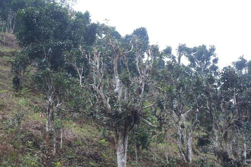 Công nhận làng nghề chè Shan tuyết Bằng Phúc, 'báu vật xanh' giữa đại ngàn Thái Nguyên