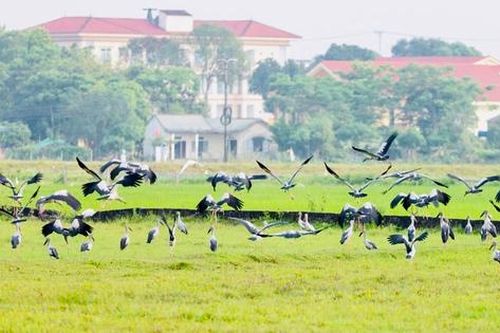 Đàn cò quý hiếm có tên trong Sách đỏ di cư về Quảng Trị kiếm ăn