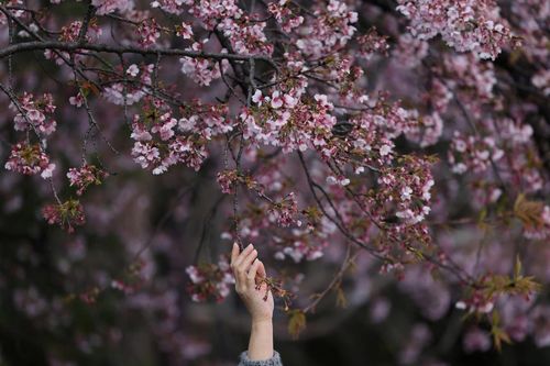 Mùa hoa anh đào 'thất thế' tại Nhật Bản