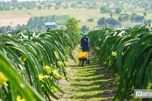 Thanh long xuất khẩu sang EU: Kiểm soát 30%, không phải 50%