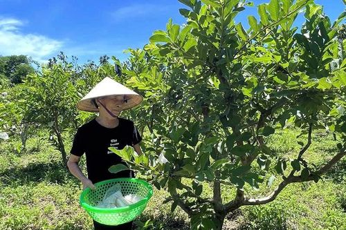 Ứng dụng khoa học - kỹ thuật trong trồng cây ăn quả