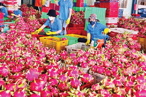 Thanh long xuất khẩu sang EU chịu kiểm tra với tần suất 50% là chưa chính xác
