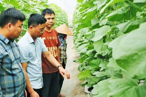 Sử dụng hiệu quả đất bãi ven sông