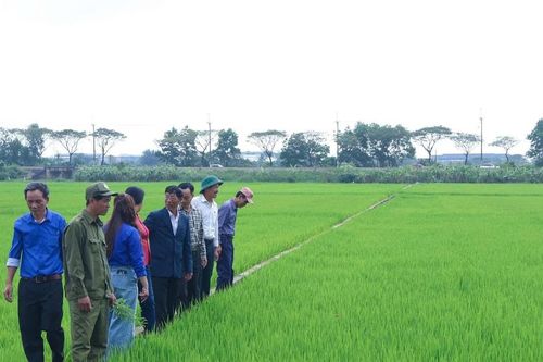 Ứng phó sâu bệnh hại lúa đông xuân
