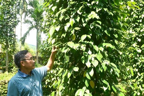 Xây dựng vùng nguyên liệu để phát triển nông nghiệp bền vững