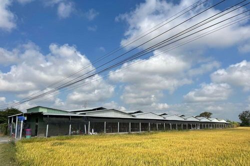 Người dân bức xúc về mùi hôi và tiếng ồn từ trại nuôi gà