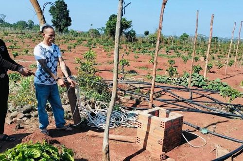 Gia Lai: Khởi tố 2 đối tượng chuyên trộm cắp tài sản trong rẫy cà phê