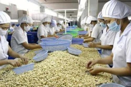Ngành điều Việt Nam đặt mục tiêu xuất khẩu 5 tỷ USD năm 2026 giữa áp lực nguyên liệu