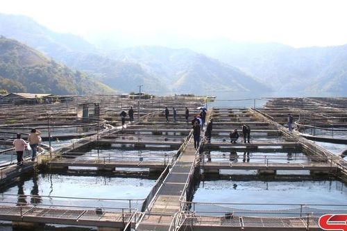 Phát triển nuôi thủy sản trên lòng hồ thủy điện