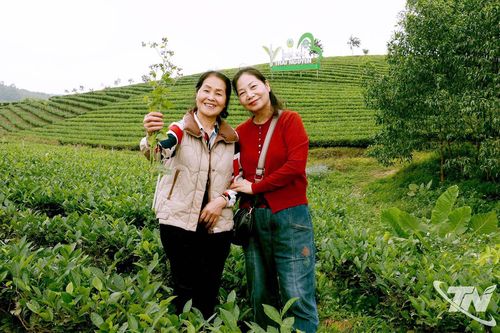 Ở nơi 'Nhất đỉnh hương trà'