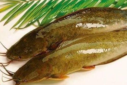 Loại cá bị chê bẩn nhưng bổ ngang vi cá mập, chợ Việt bán đầy mà ít người biết mua ăn, đem om mẻ siêu hấp dẫn