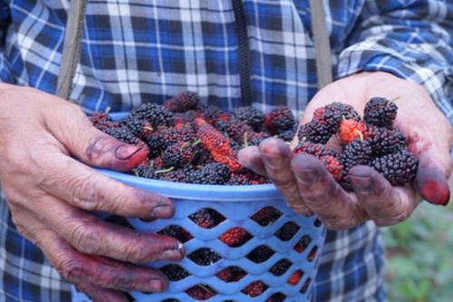 Rộn ràng mùa dâu tằm chín khiến bao người xao động ở vùng ngoại thành Hà Nội