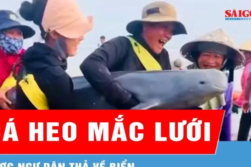 Cá heo mắc lưới được ngư dân thả về biển
