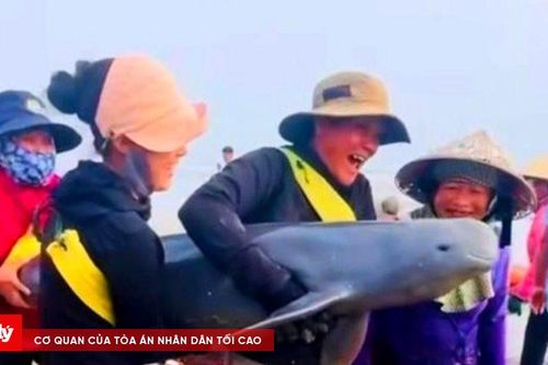 Ngư dân Hà Tĩnh giải cứu hai cá thể cá heo mắc lưới