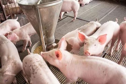 Giá heo hơi ngày 28/3: Đà giảm chưa dừng, có nơi chạm 62.000 đồng/kg