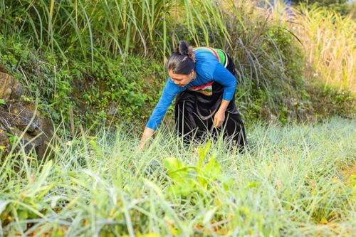 Giữa đại ngàn Pù Luông, người dân 'ươm' sinh kế từ rau sạch