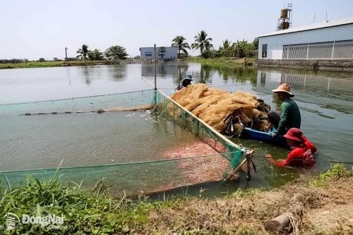 Ứng dụng công nghệ cao sản xuất cá giống