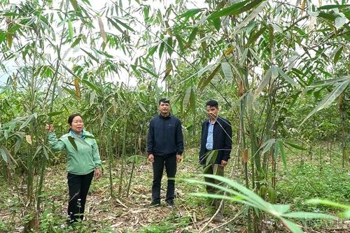 Bí thư Chi bộ thôn Đồng Cát - Tấm gương dám nghĩ, dám làm nơi vùng cao
