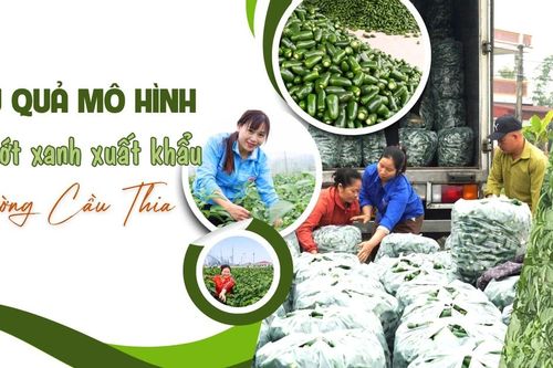 Hiệu quả mô hình trồng ớt xanh xuất khẩu ở phường Cầu Thia