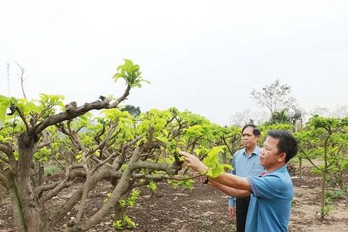 Đổi mới sản xuất nông nghiệp ở xã Đại Đình
