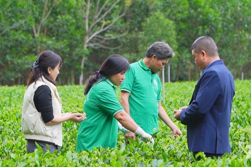 Liên kết sản xuất nâng cao giá trị cây chè