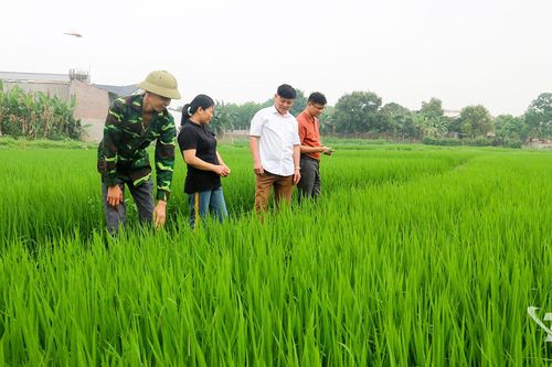 Xanh những cánh đồng lúa mới