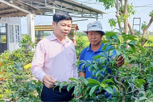 Tiếp sức cho làng nghề trồng mai