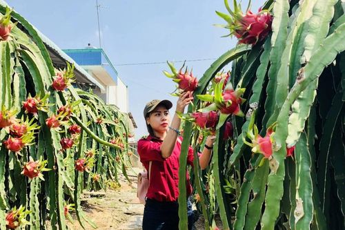 Nông sản Việt Nam cần chủ động thích ứng trước các quy định mới từ EU