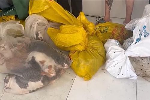 Nhiều đường dây trộm cắp, tiêu thụ chó, mèo tại TP Hồ Chí Minh bị triệt xóa