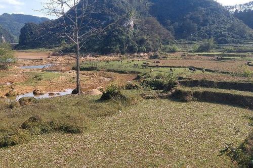 Doanh nghiệp chốt phương án giải quyết hộ dân bị ảnh hưởng bởi công trình thủy điện Thoong Gót II