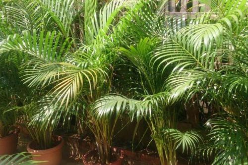 Chọn cây cho nhà hướng Nam: Mang tài lộc và may mắn cho gia chủ