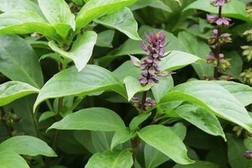 6 loại rau gia vị là 'kháng sinh tự nhiên' giúp diệt khuẩn, hạ acid uric hiệu quả