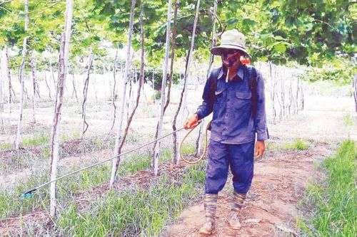 Cảm biến phát hiện thuốc diệt cỏ độc hại