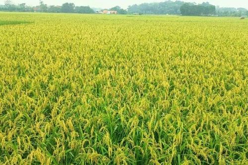 Khẩn trương thu hoạch lúa đông xuân tại Đồng bằng sông Cửu Long