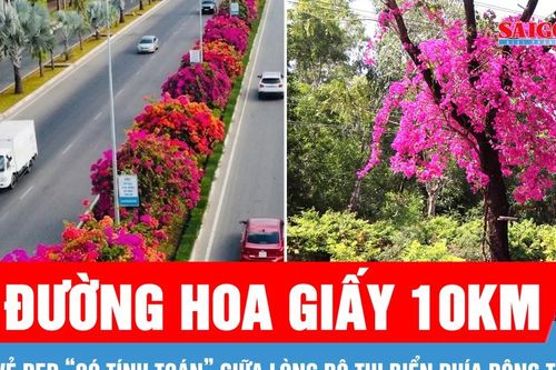 Đường hoa giấy 10km: Vẻ đẹp 'có tính toán' giữa lòng đô thị biển phía Đông TPHCM