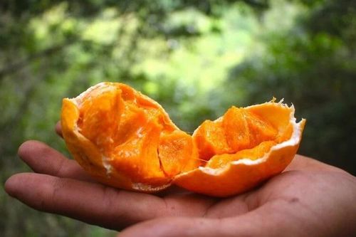 Chỉ xuất hiện vài tháng mỗi năm, quả gùi giá 150.000 đồng/kg vẫn bán chạy